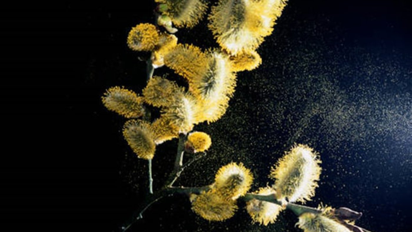 Pollen2